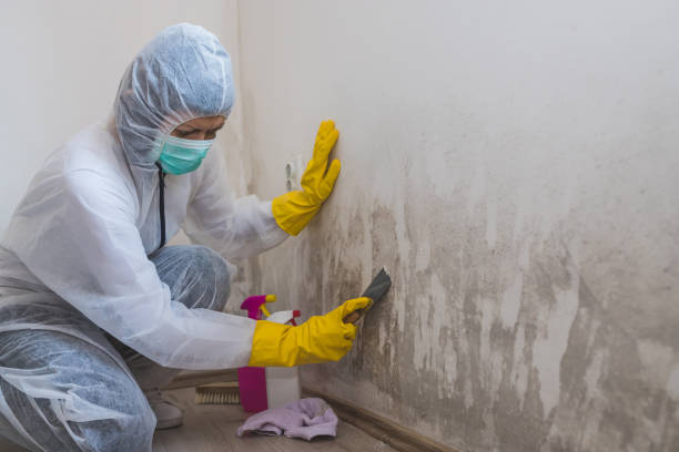 DIY Mold Remediation